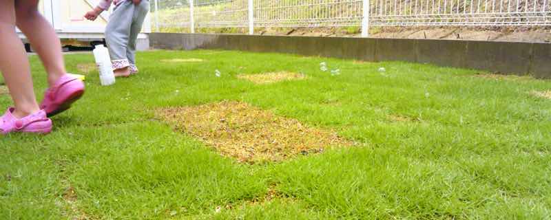 芝生の補植(部分張替え)