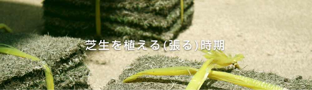 芝生を植える 張る 時期 芝生の手入れや植え方の紹介 芝生生活