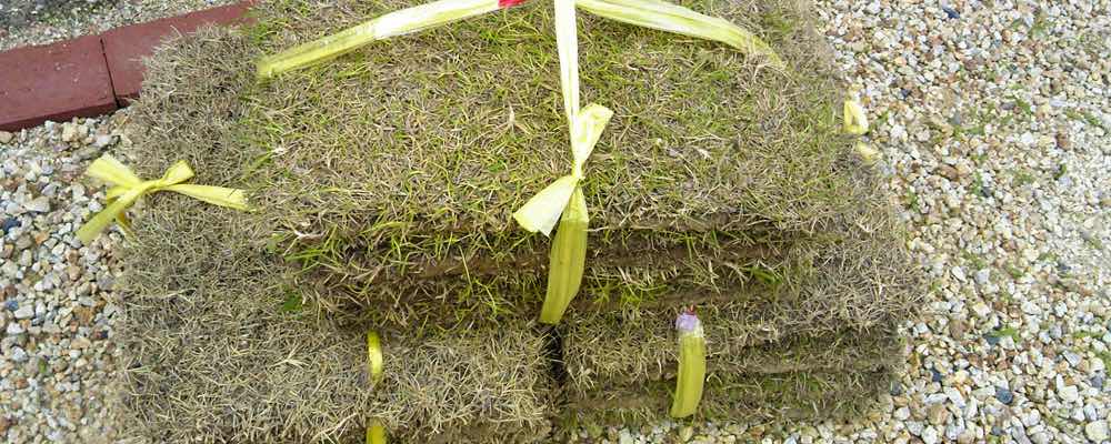 芝生の補植 部分的な張替え 芝生の手入れや植え方の紹介 芝生生活