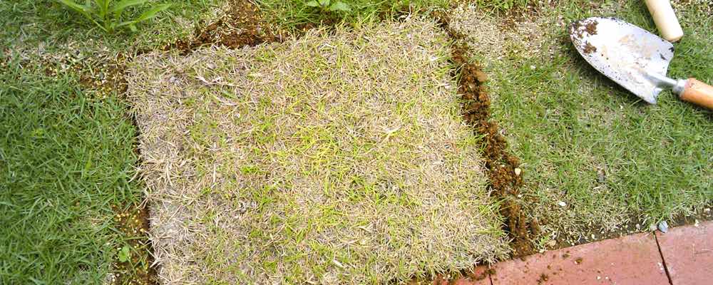 芝生の補植 部分的な張替え 芝生の手入れや植え方の紹介 芝生生活