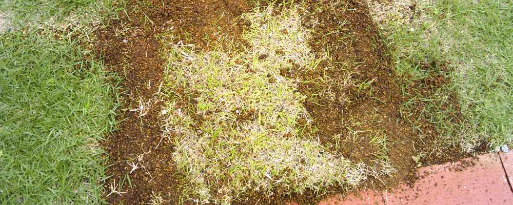 芝生の補植 部分的な張替え 芝生の手入れや植え方の紹介 芝生生活