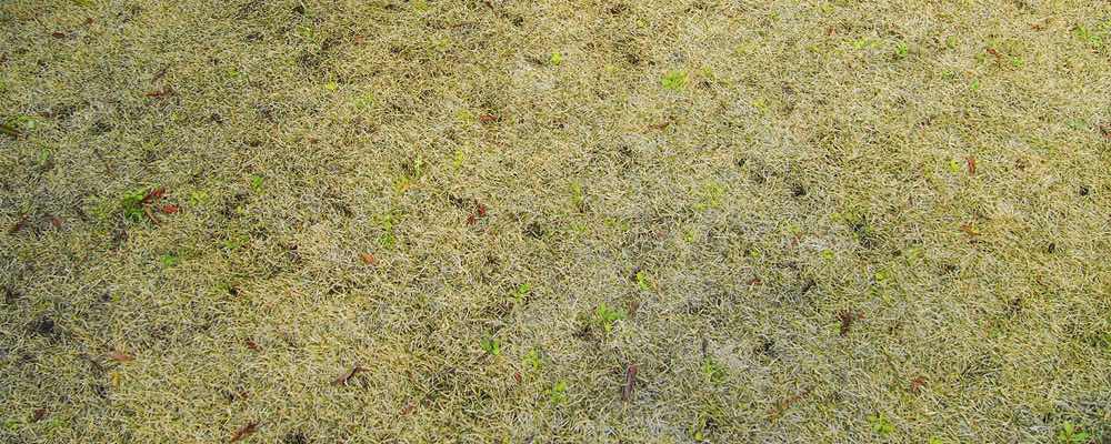 エアレーションとは 芝生の手入れや植え方の紹介 芝生生活