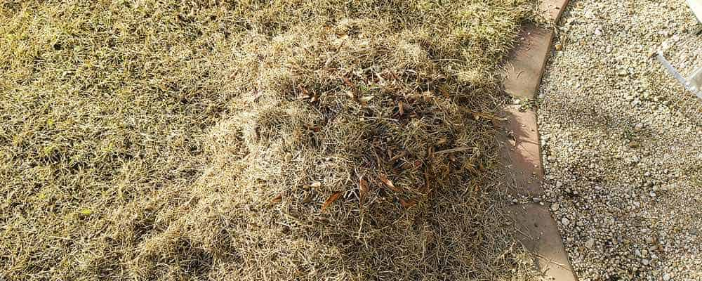 芝生のサッチングとは 芝生の手入れや植え方の紹介 芝生生活