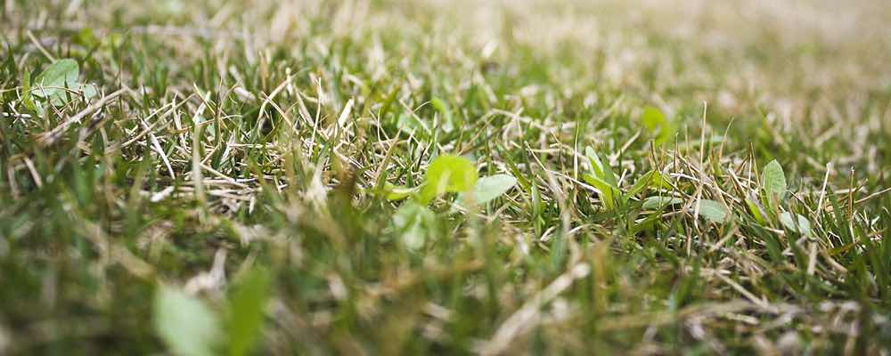 芝生の除草剤 知らないと危険 失敗しない除草剤の使い方 芝生の手入れや植え方の紹介 芝生生活