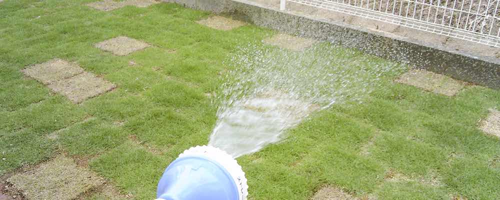 高麗芝の手入れ 芝生の手入れや植え方の紹介 芝生生活