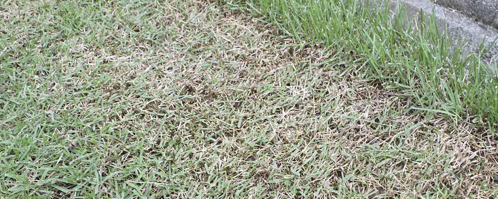 芝生の手入れの注意点 芝生の手入れや植え方の紹介 芝生生活