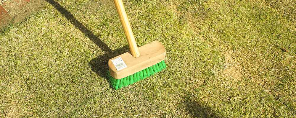 芝生の手入れの注意点 芝生の手入れや植え方の紹介 芝生生活