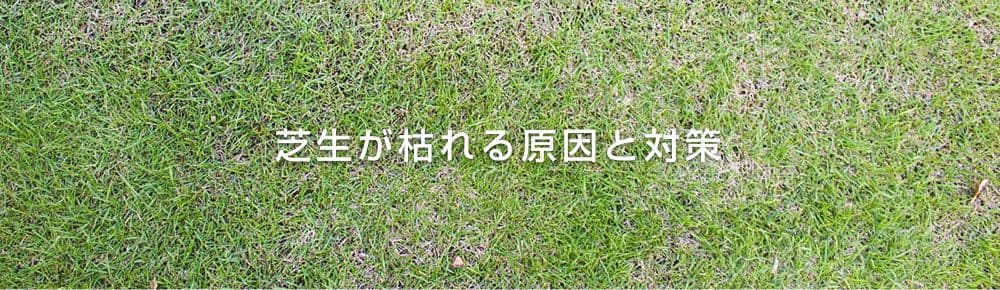 芝生が枯れる原因と対策 芝生の手入れや植え方の紹介 芝生生活