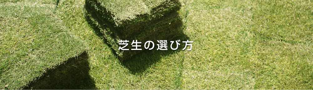 夏芝と冬芝 | 芝生の手入れや植え方の紹介 | 芝生生活