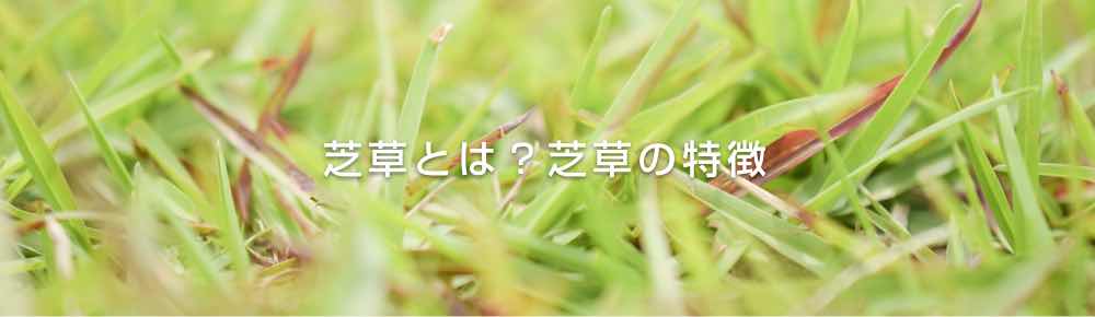 芝草とは 芝草の特徴 芝生の手入れや植え方の紹介 芝生生活