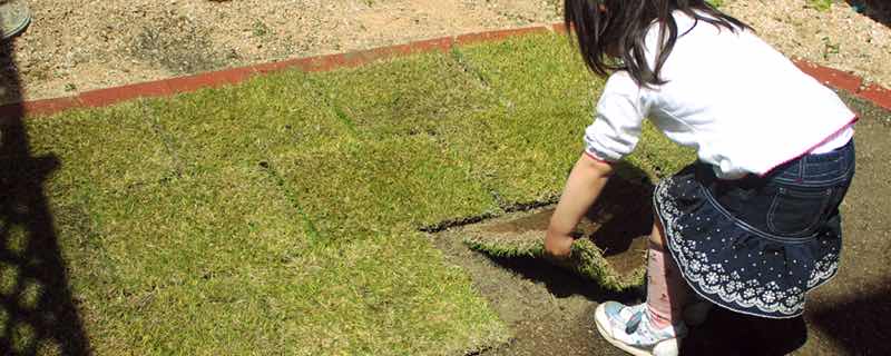 芝生の庭作り 失敗しない植え方とお手入れ方法 芝生生活