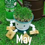 may