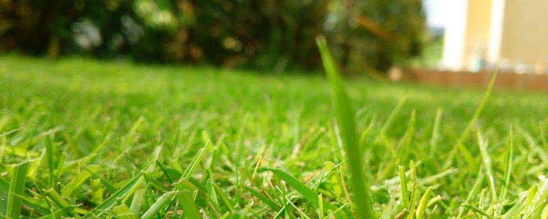 6月の芝生の手入れ教えます 芝生ブログ 芝生の管理日記