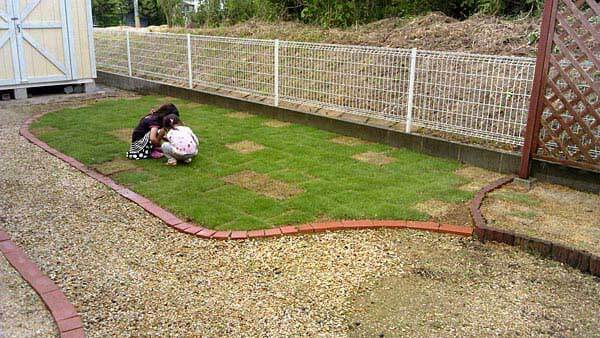 散水後の芝生