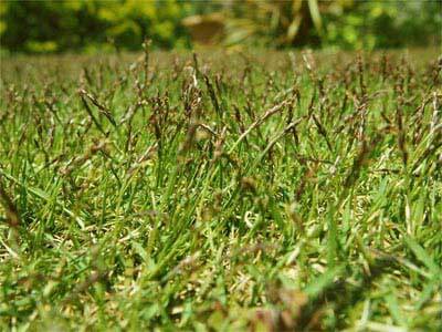 芝生の花 穂 芝生ブログ 芝生の管理日記