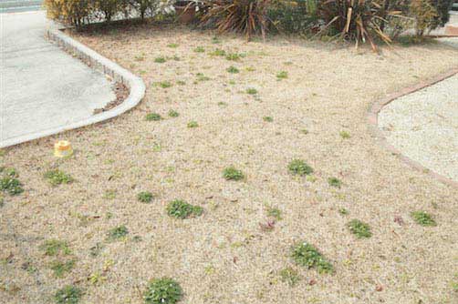 春の芝生は雑草がいっぱい 除草作業とシバキープiiで芝生の雑草対策 芝生ブログ 芝生の手入れや植え方の紹介 芝生生活