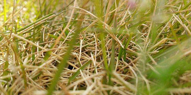 芝生シーズンに向けて庭の手入れ 除草など 芝生ブログ 芝生の管理日記