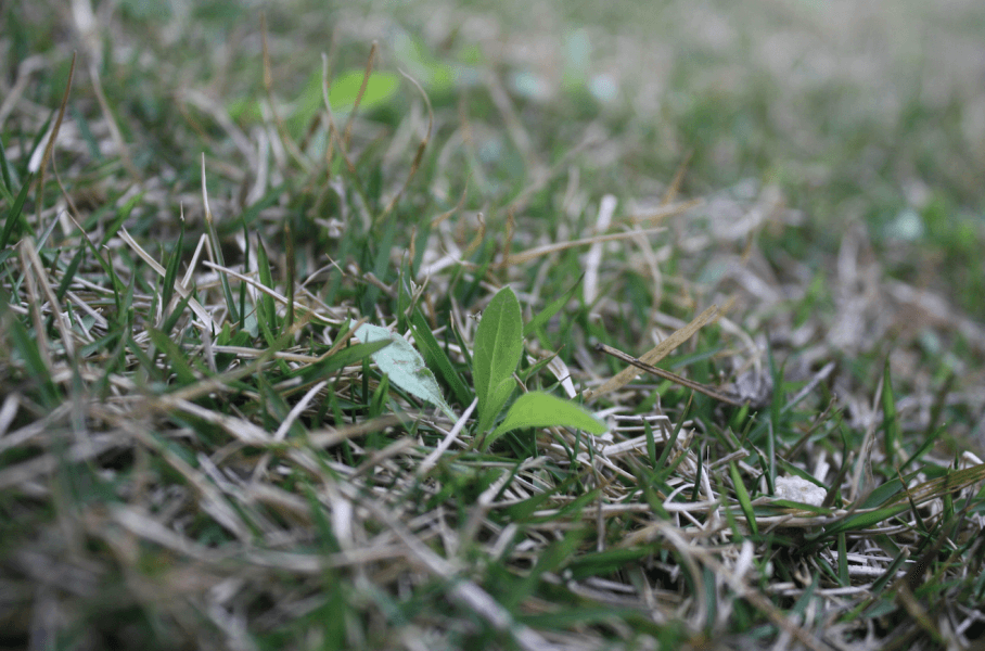 芝生の雑草