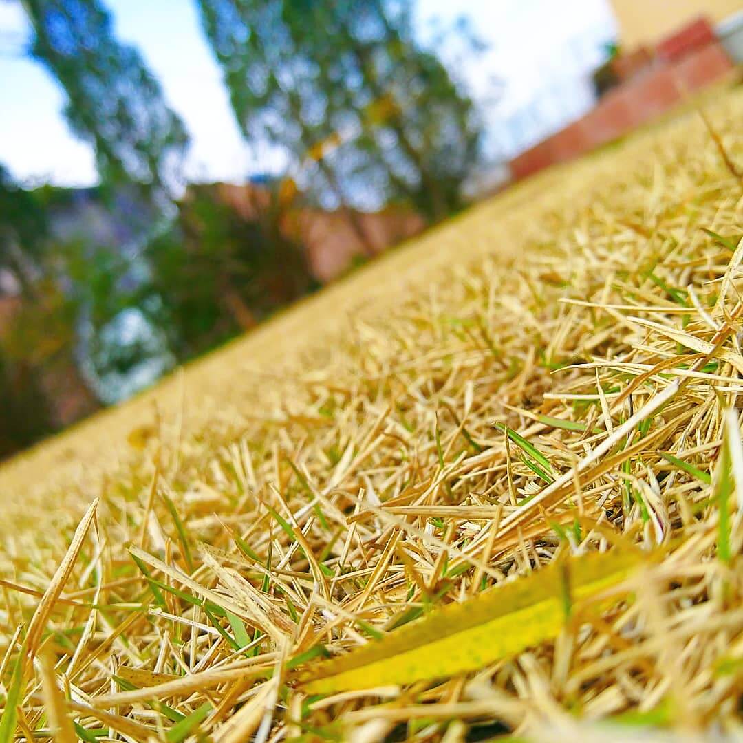 手入れの効果あり 前庭の芝生に新芽が出てきました 芝生ブログ 芝生の管理日記