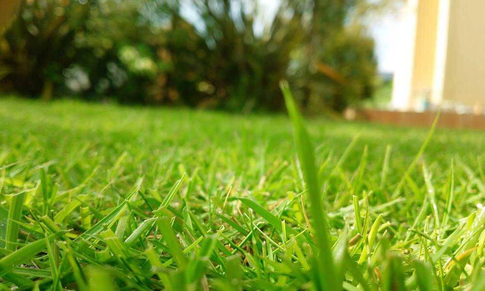芝生が元気に育たない原因は土の固さにある 芝生ブログ 芝生の手入れや植え方の紹介 芝生生活