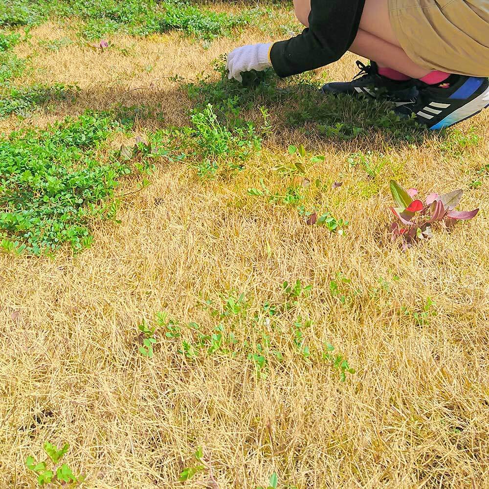 除草作業